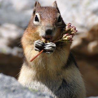 Banff NP - Lake Agnes - Chipmunk